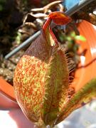 Nepenthes tobaica x rafflesiana